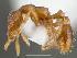  (Strumigenys sp - CASENT0033430-D01)  @13 [ ] Unspecified (default): All Rights Reserved  Unspecified Unspecified