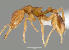  (Strumigenys milae - CASENT0019538-D01)  @13 [ ] Unspecified (default): All Rights Reserved  Unspecified Unspecified