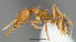 (Strumigenys nambao - CASENT0196597-D01)  @13 [ ] Unspecified (default): All Rights Reserved  Unspecified Unspecified