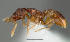  (Strumigenys rabesoni - CASENT0153437-D01)  @13 [ ] CreativeCommons - Attribution Non-Commercial No Derivatives (2011) Brian Fisher California Academy of Sciences