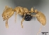  (Monomorium platynode - CASENT0196666-D01)  @13 [ ] CreativeCommons - Attribution Non-Commercial No Derivatives (2011) Brian Fisher California Academy of Sciences