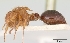  (Meranoplus mayri - CASENT0148839-D01)  @13 [ ] Unspecified (default): All Rights Reserved  Unspecified Unspecified