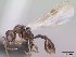  (Nesomyrmex sp - CASENT0145222-D01)  @13 [ ] CreativeCommons - Attribution Non-Commercial No Derivatives (2011) Brian Fisher California Academy of Sciences