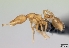  (Strumigenys MG01 - CASENT0153259-D01)  @13 [ ] Unspecified (default): All Rights Reserved  Unspecified Unspecified