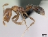 (Monomorium versicolor - CASENT0144957-D01)  @13 [ ] CreativeCommons - Attribution Non-Commercial No Derivatives (2011) Brian Fisher California Academy of Sciences