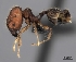 (Pheidole MG100 - CASENT0043370-D01)  @13 [ ] CreativeCommons - Attribution Non-Commercial No Derivatives (2011) Brian Fisher California Academy of Sciences