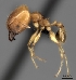  (Pheidole SS-spin - CASENT0019911-D01)  @13 [ ] CreativeCommons - Attribution Non-Commercial No Derivatives (2011) Brian Fisher California Academy of Sciences