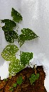  ( - PLANASAB2_P3_10)  @11 [ ] Copyright (2023) Instituto de Investigacion Alexander von Humboldt (IAvH) Instituto de Investigacion Alexander von Humboldt (IAvH)