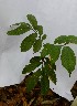 ( - PLANASAB4_P5_5)  @11 [ ] Copyright (2023) Instituto de Investigacion Alexander von Humboldt (IAvH) Instituto de Investigacion Alexander von Humboldt (IAvH)
