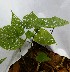  ( - PLANASAB2_P3_10)  @11 [ ] Copyright (2023) Instituto de Investigacion Alexander von Humboldt (IAvH) Instituto de Investigacion Alexander von Humboldt (IAvH)