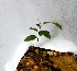  ( - PLANASAB4_P5_4)  @11 [ ] Copyright (2023) Instituto de Investigacion Alexander von Humboldt (IAvH) Instituto de Investigacion Alexander von Humboldt (IAvH)