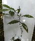  ( - PLANASAB1_P2_1)  @11 [ ] Copyright (2023) Instituto de Investigacion Alexander von Humboldt (IAvH) Instituto de Investigacion Alexander von Humboldt (IAvH)