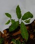  (Protium macrophyllum - PLANASAB3_P4_4)  @11 [ ] Copyright (2023) Unspecified Instituto de Investigacion de Recursos Biologicos Alexander von Humboldt