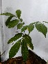  ( - PLANASAB4_P5_5)  @11 [ ] Copyright (2023) Instituto de Investigacion Alexander von Humboldt (IAvH) Instituto de Investigacion Alexander von Humboldt (IAvH)
