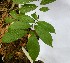  ( - PLANASAB4_P5_5)  @11 [ ] Copyright (2023) Instituto de Investigacion Alexander von Humboldt (IAvH) Instituto de Investigacion Alexander von Humboldt (IAvH)