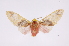  ( - INB0003025201)  @11 [ ] Copyright (2012) B. Espinoza Instituto Nacional de Biodiversidad