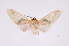  ( - INB0003025201)  @11 [ ] Copyright (2012) B. Espinoza Instituto Nacional de Biodiversidad