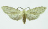  (Leucanopsis Espinoza10 - INB0003025214)  @13 [ ] CreativeCommons - Attribution Non-Commercial No Derivatives (2011) Alex Smith University of Guelph