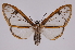  ( - INB0003125594)  @13 [ ] Copyright (2012) B. Espinoza Instituto Nacional de Biodiversidad