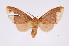  (Neonerita intorta - INB0003125791)  @11 [ ] Copyright (2012) B. Espinoza Instituto Nacional de Biodiversidad