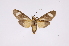  ( - INB0003146930)  @13 [ ] Copyright (2012) B. Espinoza Instituto Nacional de Biodiversidad