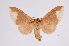  ( - INB0003155036)  @12 [ ] Copyright (2012) B. Espinoza Instituto Nacional de Biodiversidad