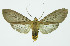  (Pelochyta arontes - INB0003155321)  @14 [ ] CreativeCommons - Attribution Non-Commercial No Derivatives (2011) Alex Smith University of Guelph