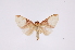  ( - INB0003172604)  @11 [ ] Copyright (2012) B. Espinoza Instituto Nacional de Biodiversidad