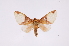  ( - INB0003172605)  @11 [ ] Copyright (2012) B. Espinoza Instituto Nacional de Biodiversidad