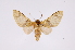  (Amaxia pardalis - INB0003300645)  @11 [ ] Copyright (2012) B. Espinoza Instituto Nacional de Biodiversidad