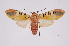  ( - INB0003301133)  @14 [ ] Copyright (2012) B. Espinoza Instituto Nacional de Biodiversidad