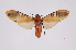  ( - INB0003301134)  @13 [ ] Copyright (2012) B. Espinoza Instituto Nacional de Biodiversidad