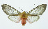  (Pseudohemihyalea espinozaABW9443 - INB0003327972)  @13 [ ] Copyright (2010) A. Solis Instituto Nacional de Biodiversidad