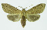  (Leucanopsis cedon - INB0003340401)  @14 [ ] CreativeCommons - Attribution Non-Commercial No Derivatives (2011) Alex Smith University of Guelph