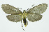  (Opharus basalis - INB0003340817)  @14 [ ] CreativeCommons - Attribution Non-Commercial No Derivatives (2011) Alex Smith University of Guelph