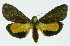  (Virbia medardaDHJ01 - INB0003375545)  @14 [ ] CreativeCommons - Attribution Non-Commercial No Derivatives (2011) Alex Smith University of Guelph