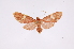  ( - INB0003375706)  @13 [ ] Copyright (2012) B. Espinoza Instituto Nacional de Biodiversidad