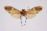  ( - INB0003386810)  @12 [ ] Copyright (2012) B. Espinoza Instituto Nacional de Biodiversidad
