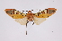  ( - INB0003401819)  @12 [ ] Copyright (2012) B. Espinoza Instituto Nacional de Biodiversidad