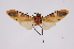  ( - INB0003401819)  @12 [ ] Copyright (2012) B. Espinoza Instituto Nacional de Biodiversidad