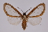  ( - INB0003434606)  @13 [ ] Copyright (2012) B. Espinoza Instituto Nacional de Biodiversidad