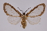 ( - INB0003434606)  @12 [ ] Copyright (2012) B. Espinoza Instituto Nacional de Biodiversidad