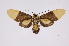  ( - INB0003434608)  @11 [ ] Copyright (2012) B. Espinoza Instituto Nacional de Biodiversidad