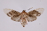  ( - INB0003435568)  @11 [ ] Copyright (2012) B. Espinoza Instituto Nacional de Biodiversidad