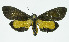  (Virbia hypophaea - INB0003459713)  @14 [ ] CreativeCommons - Attribution Non-Commercial No Derivatives (2011) Alex Smith University of Guelph