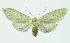  (Leucanopsis Espinoza14 - INB0003478174)  @13 [ ] CreativeCommons - Attribution Non-Commercial No Derivatives (2011) Alex Smith University of Guelph