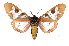  ( - INB0003478214)  @15 [ ] Copyright (2012) B. Espinoza Instituto Nacional de Biodiversidad
