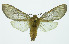  (Pseudohemihyalea espinozaACE8749a - INB0003487082)  @14 [ ] Copyright (2010) A. Solis Instituto Nacional de Biodiversidad