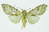  (Lophocampa subannula - INB0003495801)  @14 [ ] CreativeCommons - Attribution Non-Commercial No Derivatives (2011) Alex Smith University of Guelph