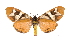  ( - INB0003527887)  @15 [ ] Copyright (2012) B. Espinoza Instituto Nacional de Biodiversidad